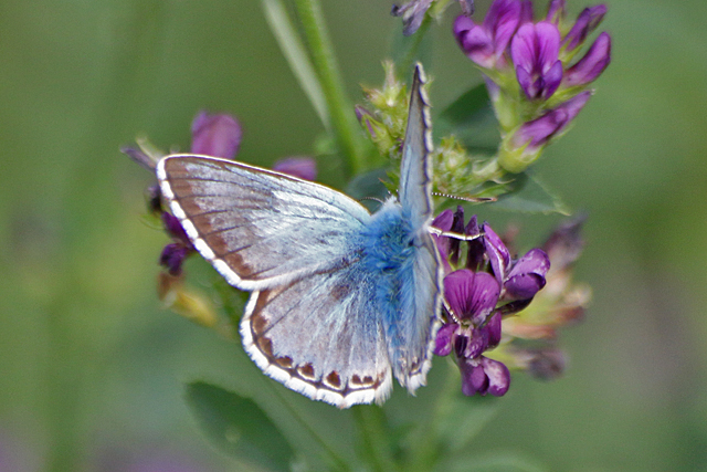 Bleek Blauwtje